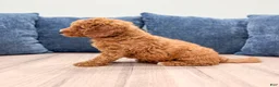 Mini Goldendoodle dogs for sale: Milo - Ad 3