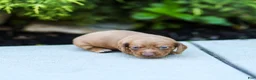 Miniature Dachshund dogs for sale: Mylan Miniature Dachshund  - Ad 5