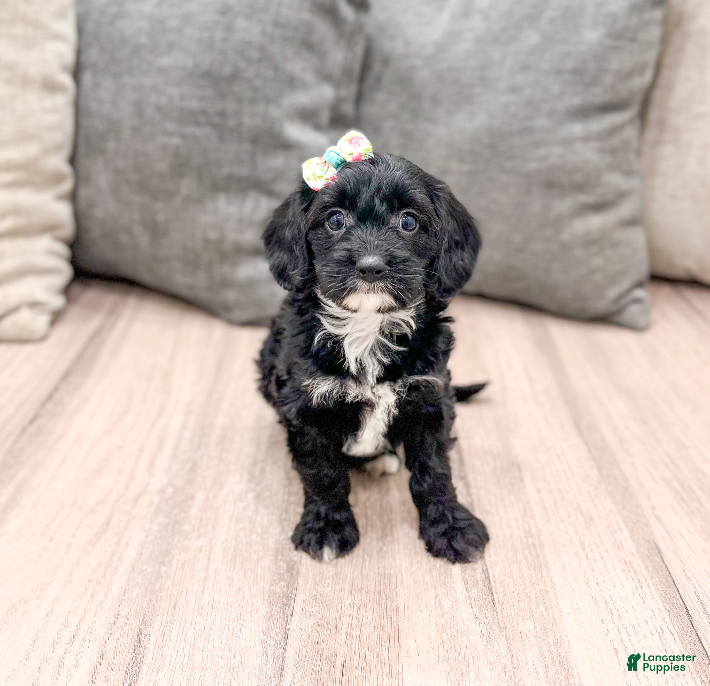 Cavapoo dogs Shadow - Ad 1