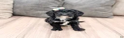 Cavapoo dogs for sale: Shadow - Ad 1