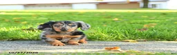 Miniature Dachshund dogs for sale: Toby - Ad 2