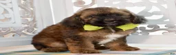 Cockapoo dogs for sale: True - Ad 5