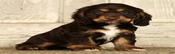 Cocker Spaniel dogs for sale: Bonnie - Ad 2