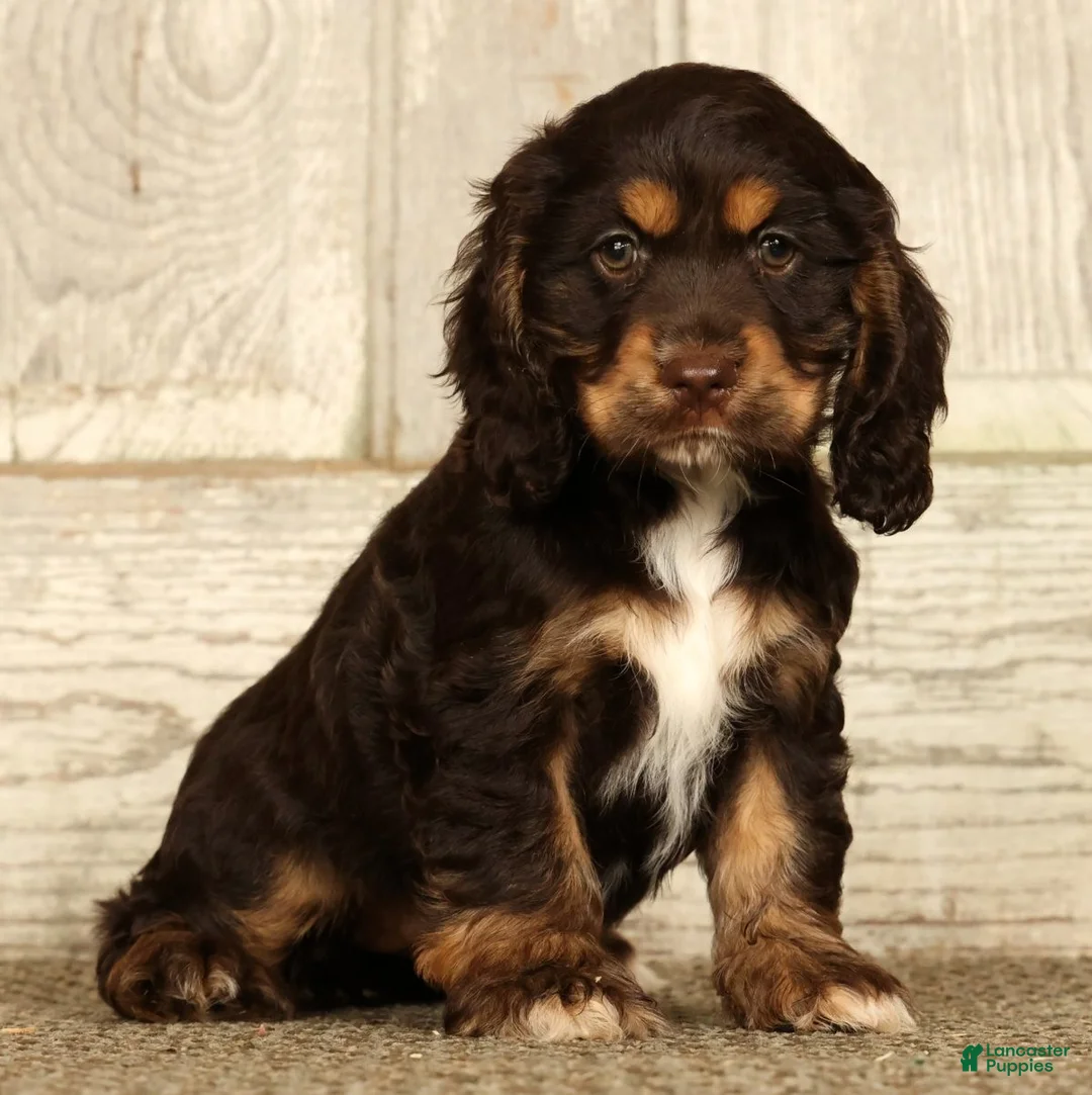 Cocker Spaniel dogs for sale: Bonnie - Ad 2