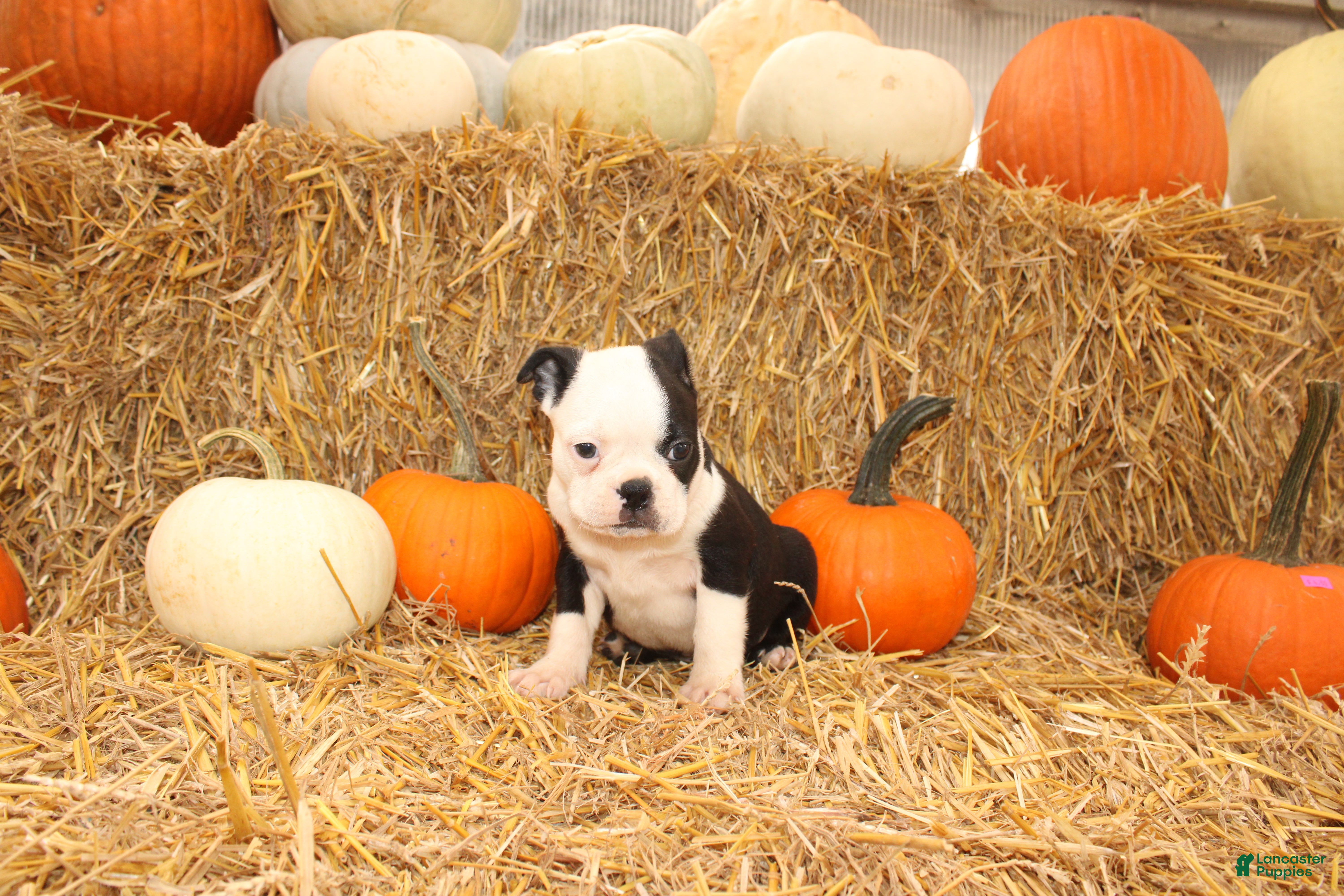 Boston Terrier dogs Albert - Ad 2