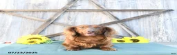 Dachshund dogs for sale: Tilly - Ad 7
