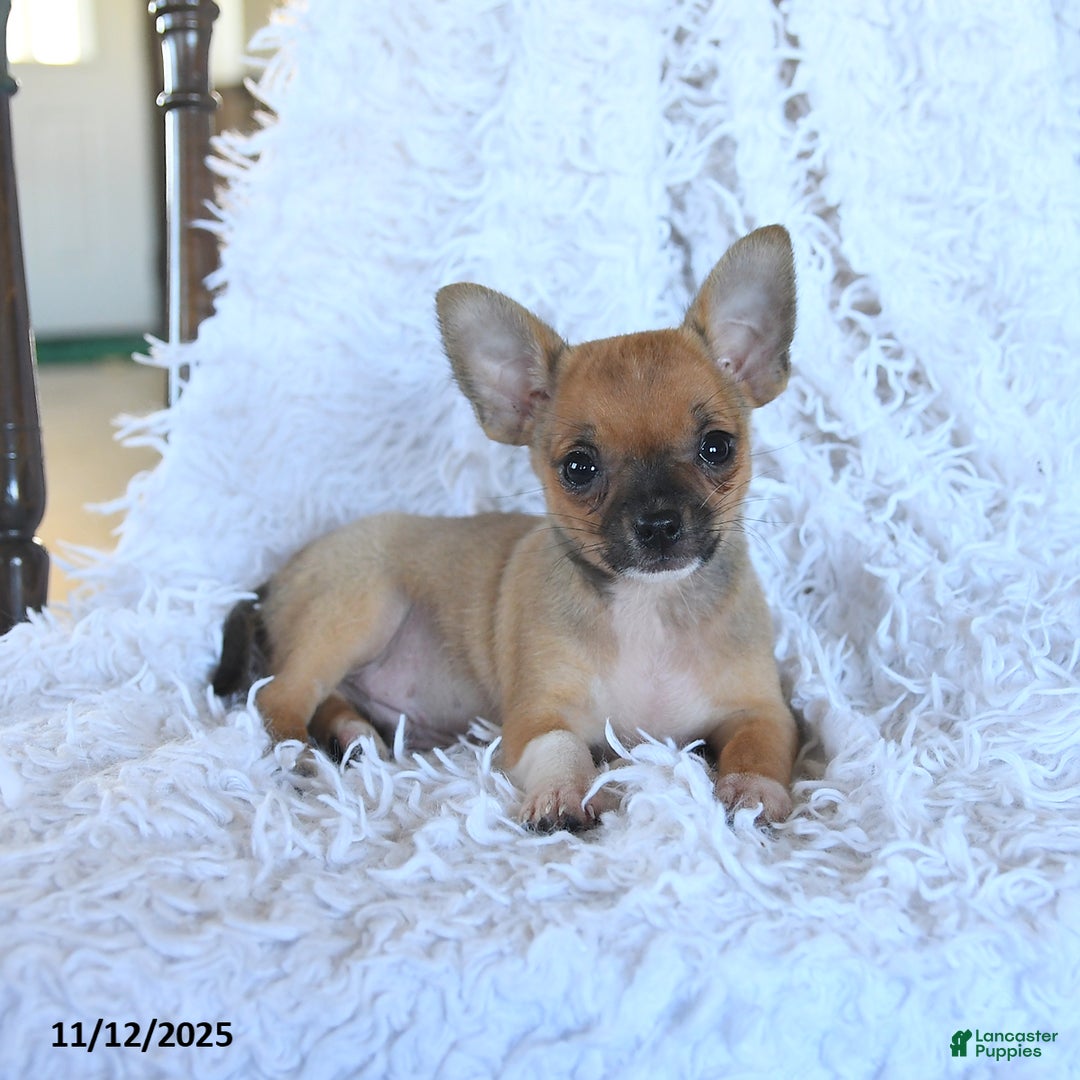 Chihuahua dogs for sale: Lucky - Ad 3