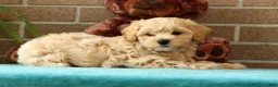 Maltipoo dogs for sale: Asher - Ad 8