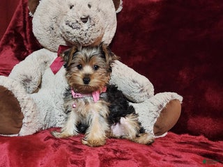 Yorkshire Terrier dogs - Ad 37