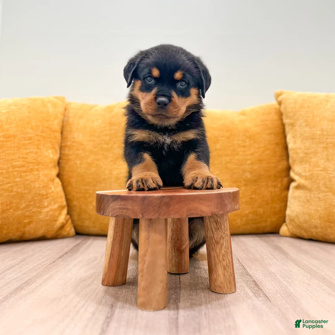 Rottweiler dogs for sale: Hazel - Ad 2