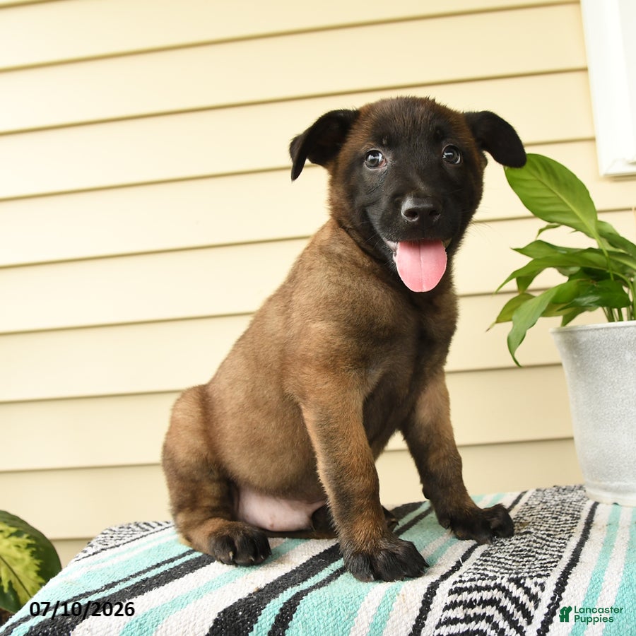Belgian Malinois dogs Kafi - Ad 1