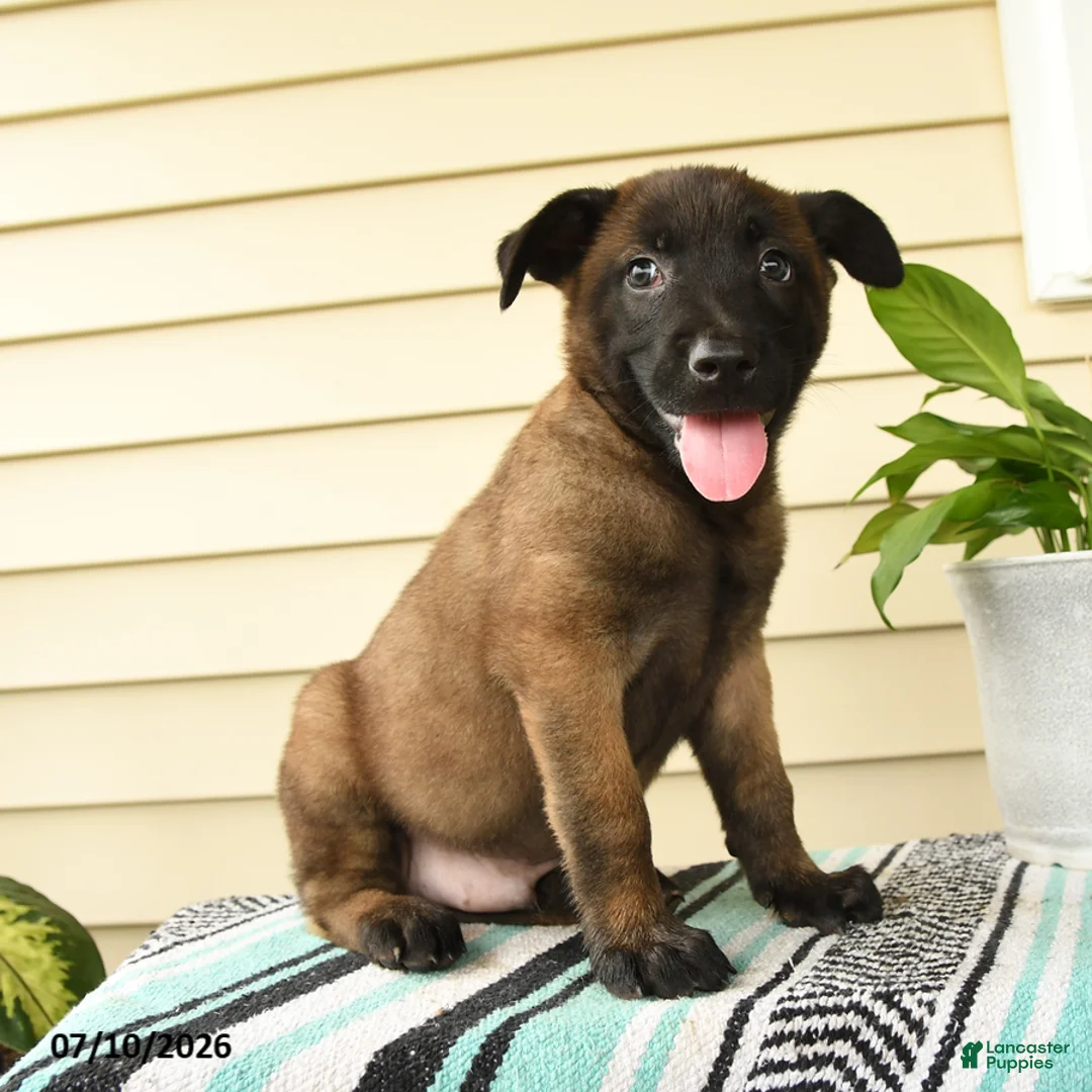 Belgian Malinois dogs for sale: Kafi - Ad 1