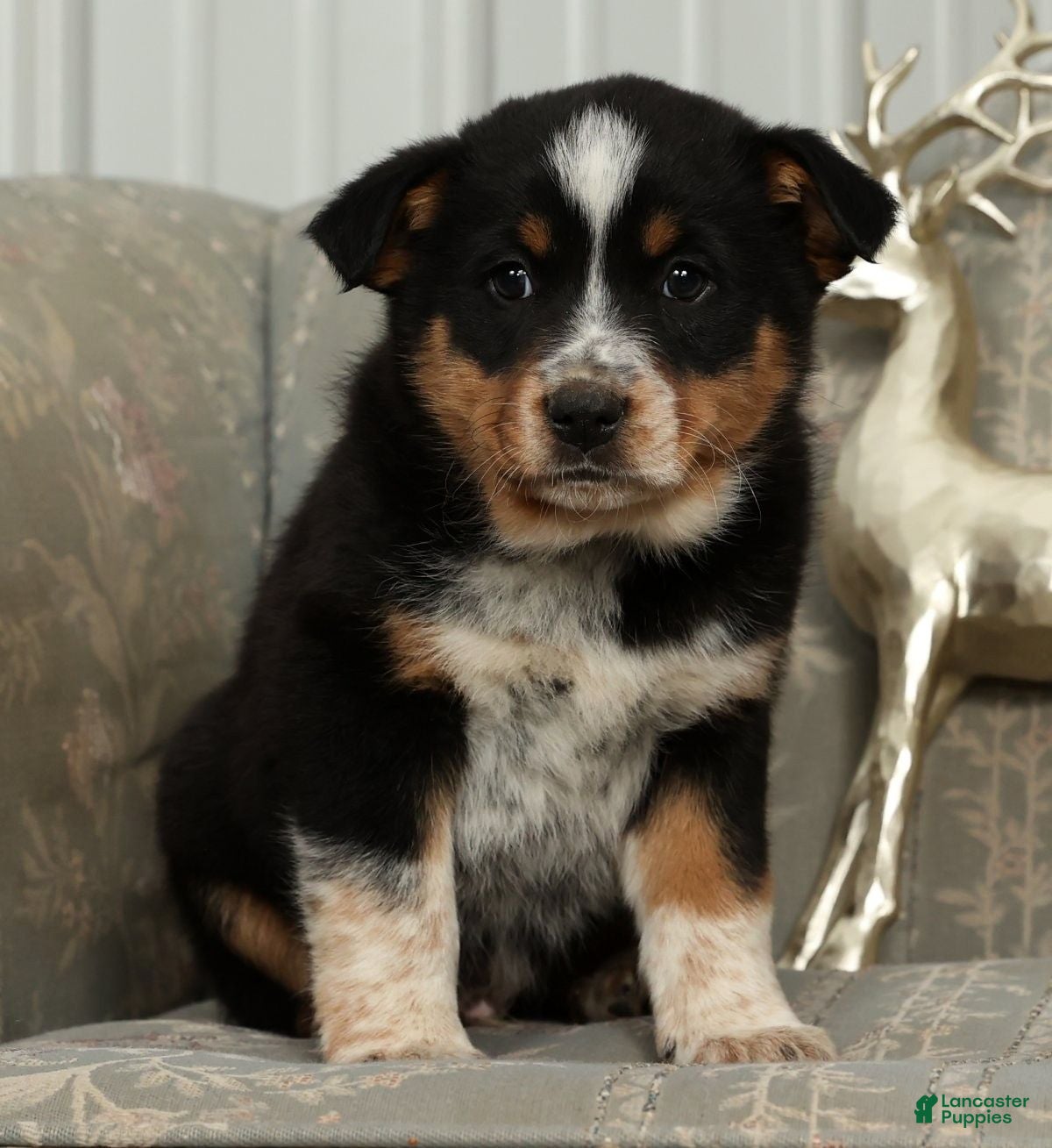Australian Shepherd dogs Tucker - Ad 5