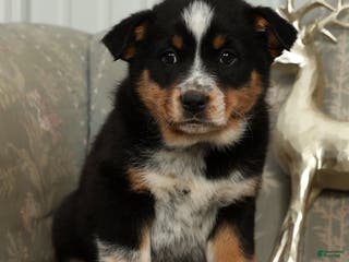 Australian Shepherd dogs Tucker - Ad 21