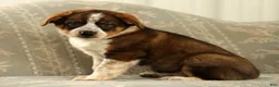 Australian Shepherd dogs for sale: Al - Ad 4