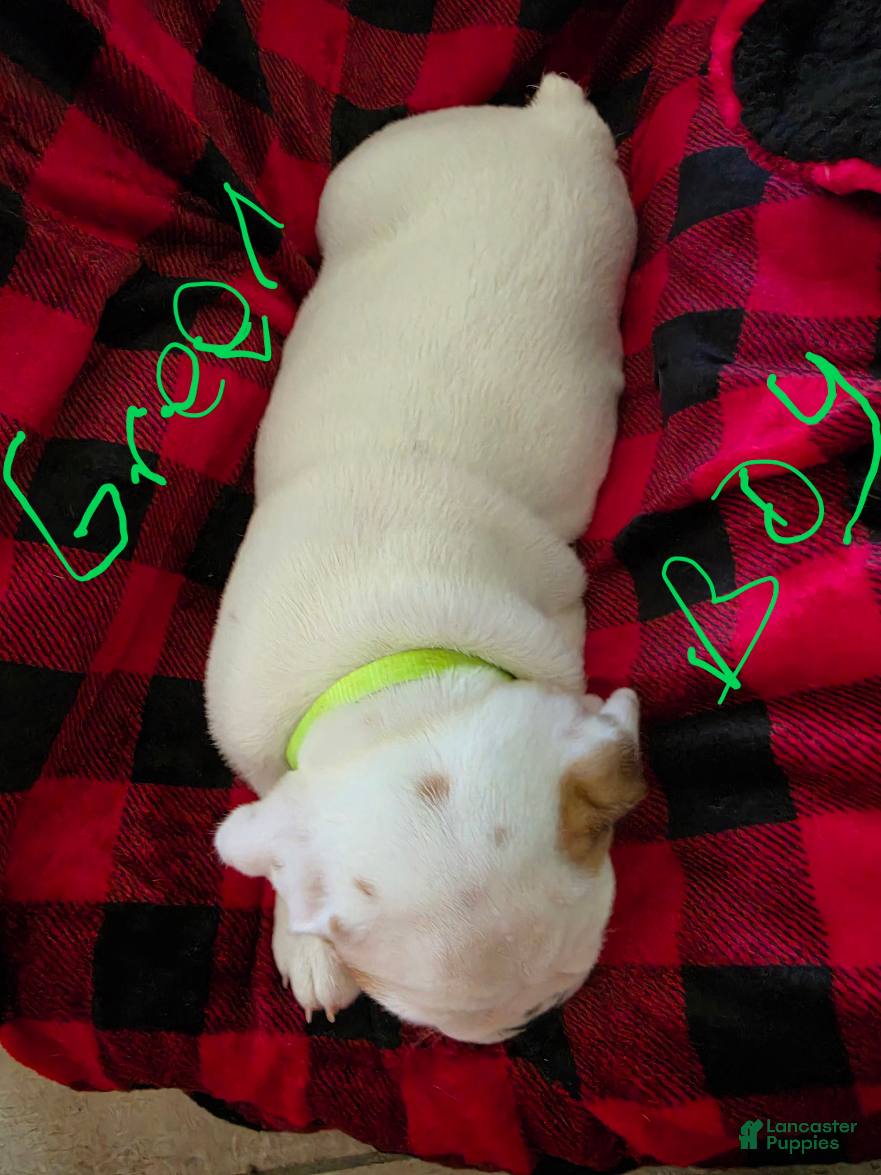 English Bulldog dogs English Bulldog 5 - Ad 16