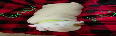 English Bulldog 5