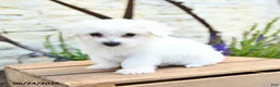 Mixed Breed dogs for sale: Olaf - Ad 4