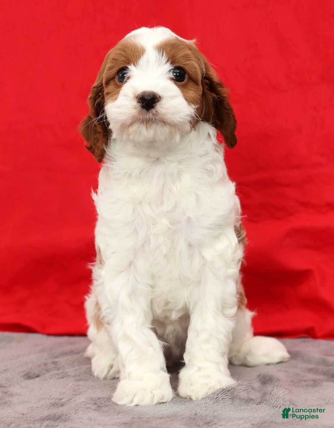 Cavapoo dogs for sale: Sasha - Ad 3