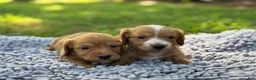 Miniature Dachshund dogs for sale: Dark cream  - Ad 21