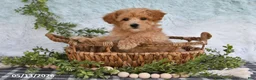 Bichpoo dogs for sale: Harmony - Ad 5