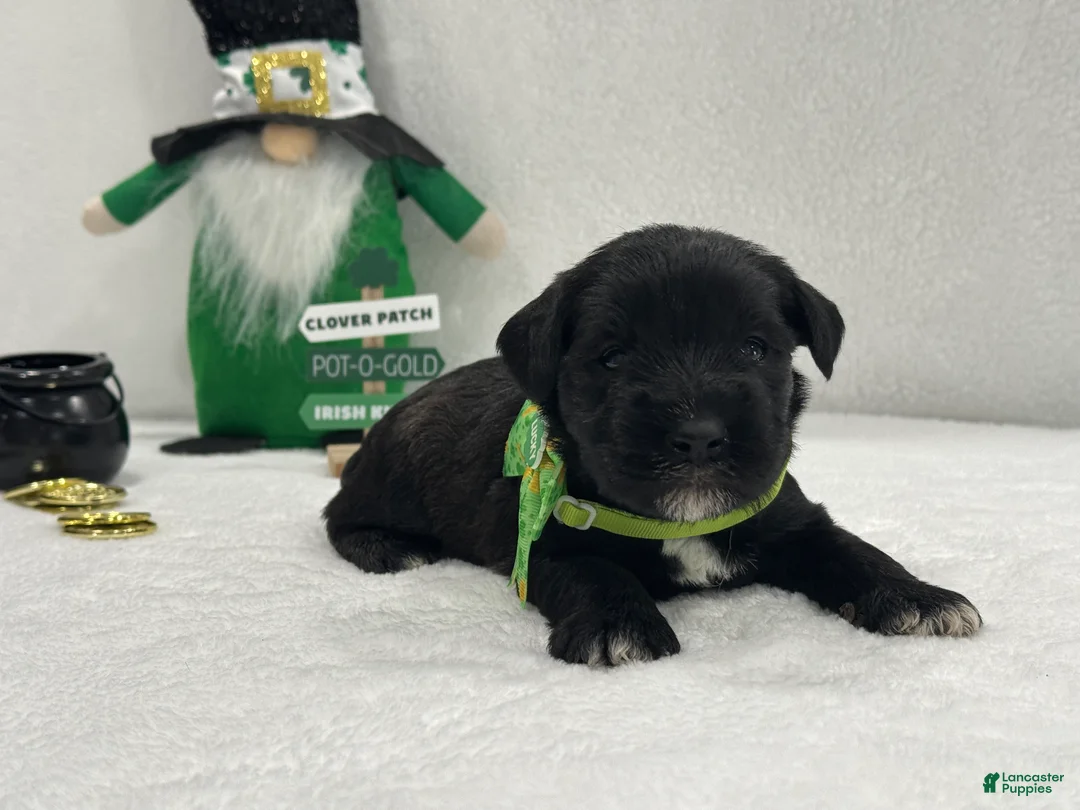 Miniature Schnauzer dogs for sale: Paisley Male 1 - Ad 4