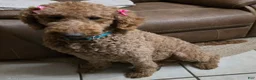 Goldendoodle dogs for sale: Goldendoodle Puppy 4 - Ad 5