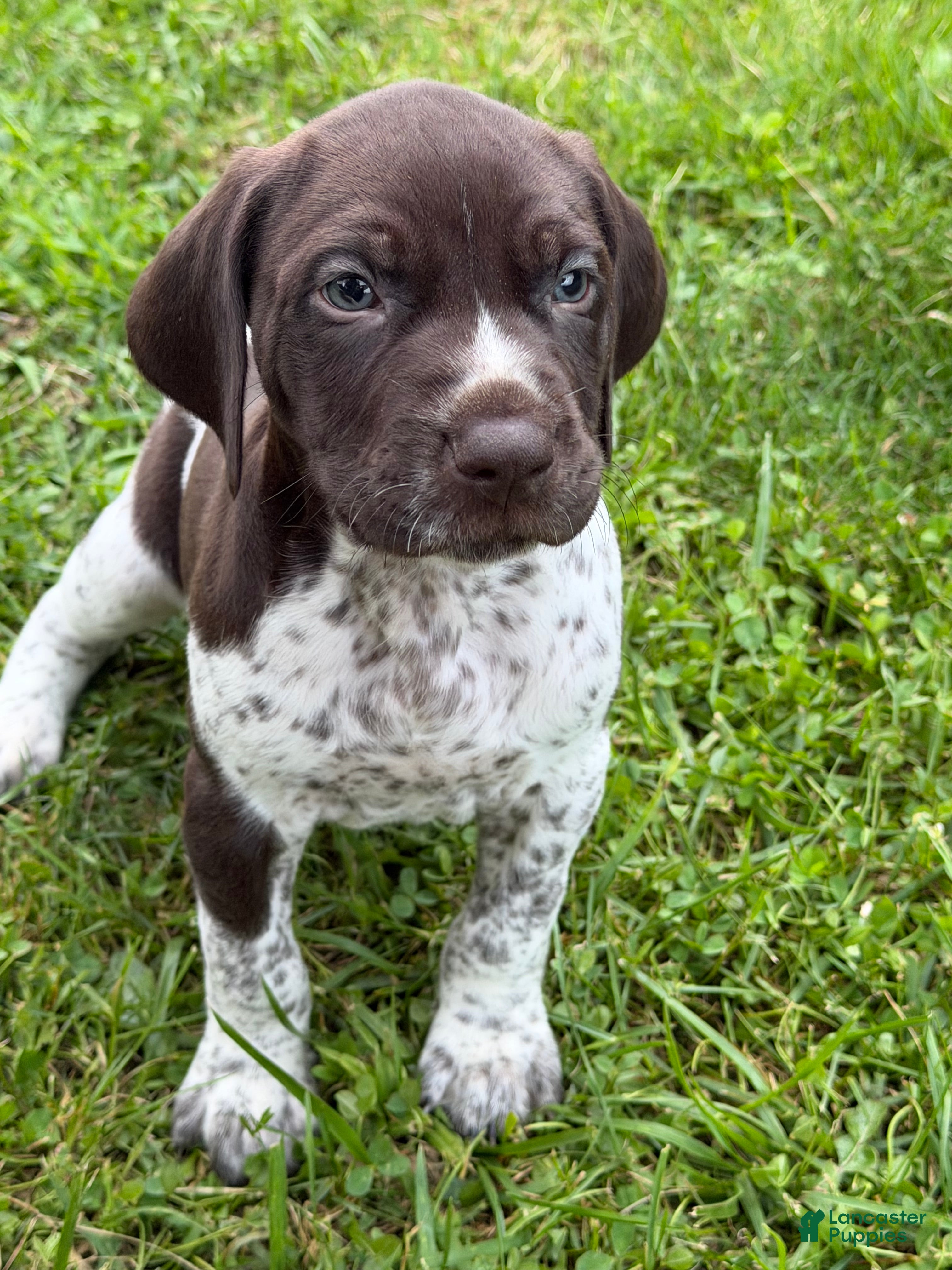 German Shorthaired Pointer dogs Scout  - Ad 42