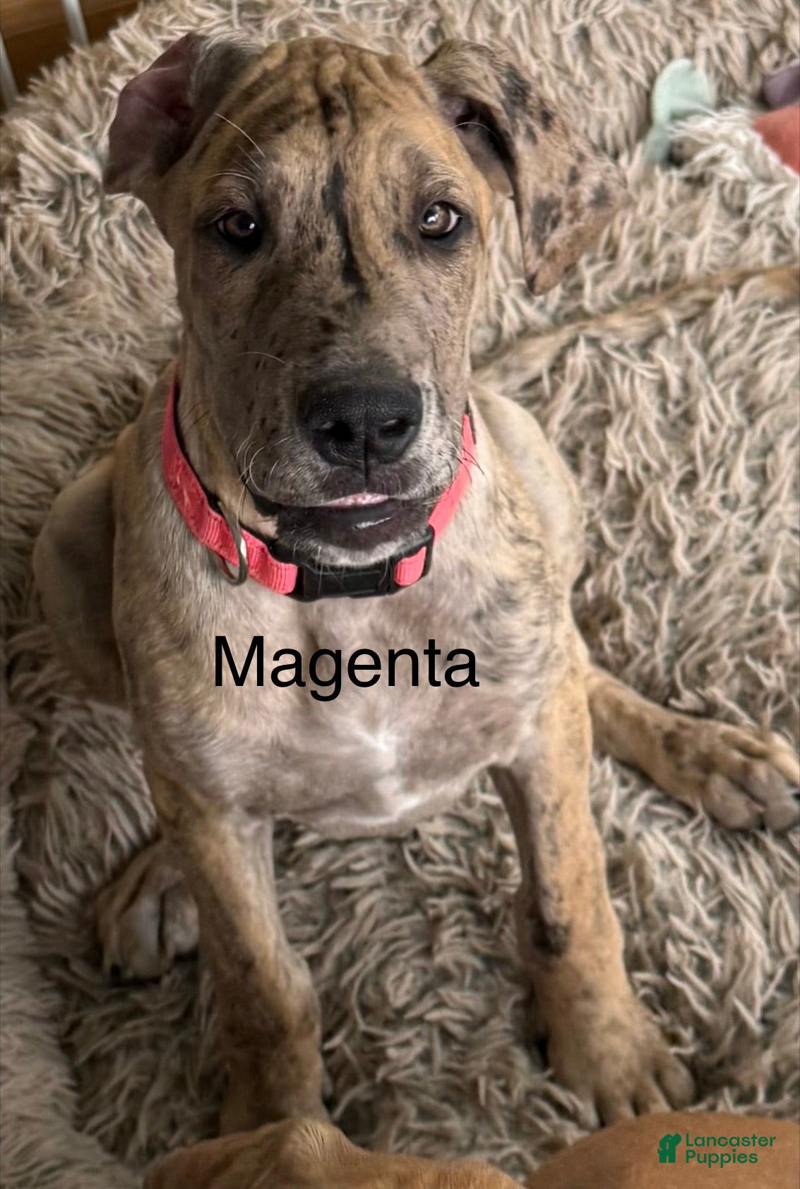 Great Dane dogs Magenta  - Ad 36
