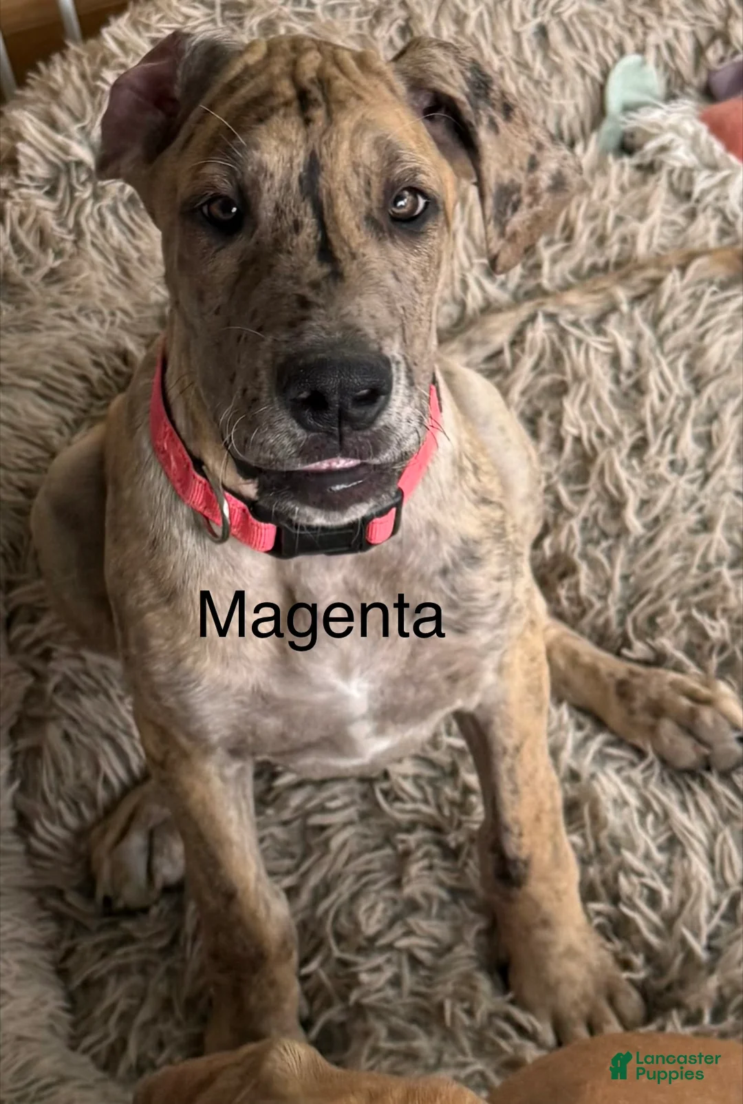 Great Dane dogs for sale: Magenta  - Ad 2