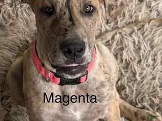 Great Dane dogs Magenta - Ad 11