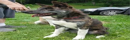 Akita dogs for sale: Astra - Ad 2