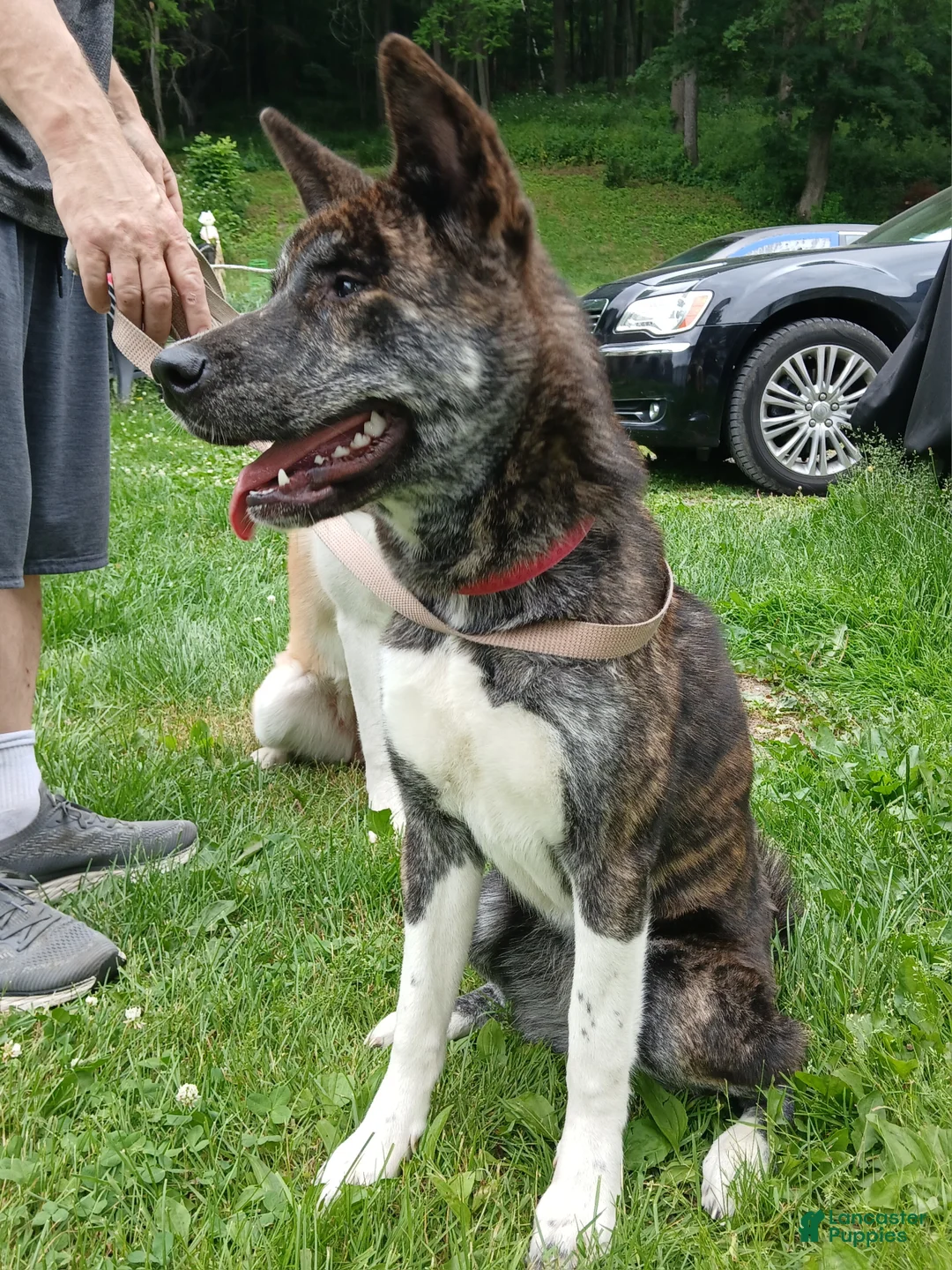 Akita dogs for sale: Astra - Ad 2