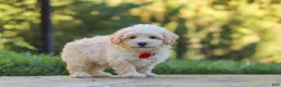 Maltipoo dogs for sale: Ollie - Ad 8