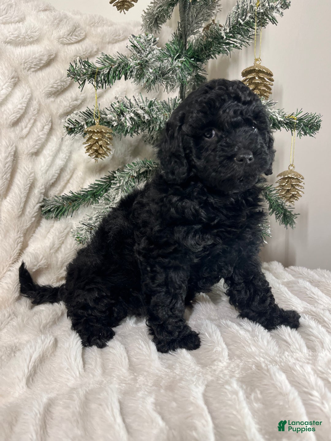 Yorkiepoo dogs for sale: Coco - Ad 8