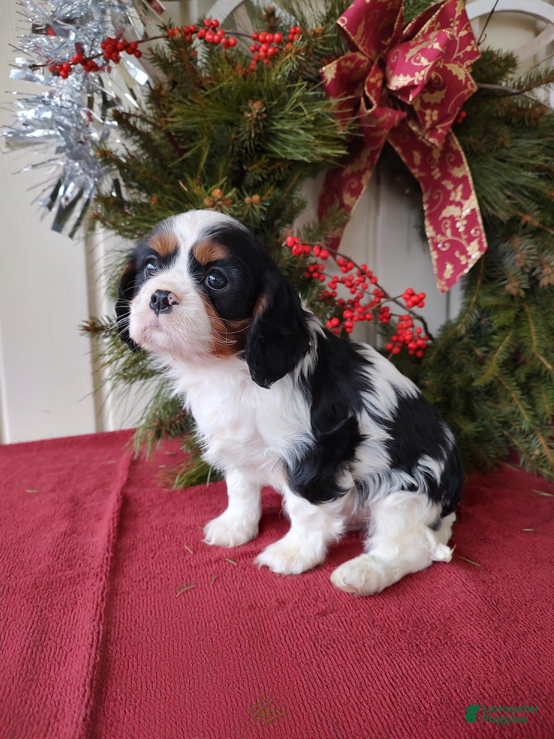 Cavalier King Charles Spaniel dogs for sale: Lance - Ad 13