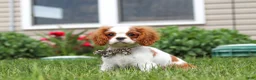 Cavalier King Charles Spaniel dogs for sale: Oliver - Ad 6
