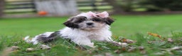 Shih Tzu dogs for sale: Layla - Ad 6