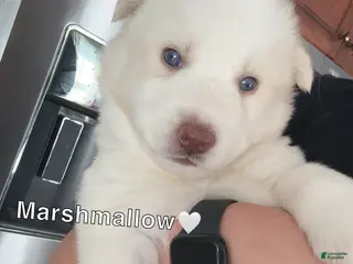Siberian Husky dogs Marshmallow - Ad 15