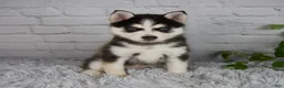 Pomsky dogs for sale: Traci - Ad 4