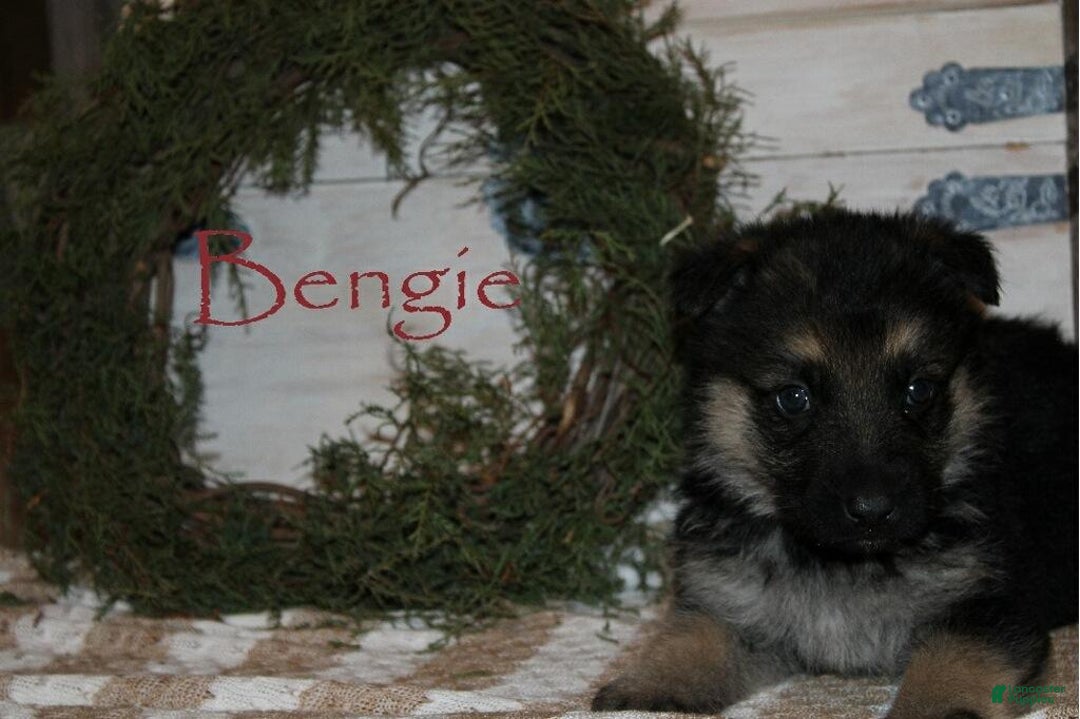 German Shepherd dogs for sale: German Shepherd Puppy 7 Benjie - Ad 2