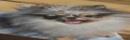 Pomeranian dogs for sale: Grace  - Ad 8