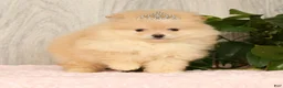 Pomeranian dogs for sale: Cream Puff - Ad 10