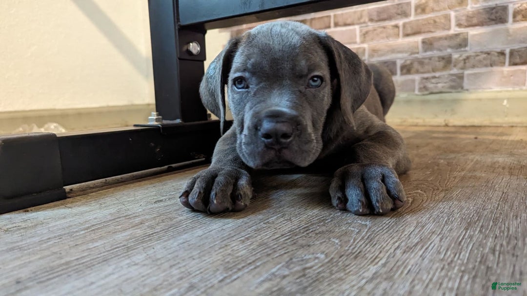 Gallery Image {{count}}