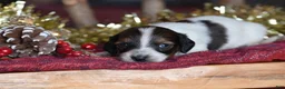 Dachshund dogs for sale: Princess - Ad 4