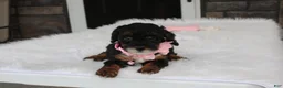 Miniature Poodle dogs for sale: Athena  - Ad 17