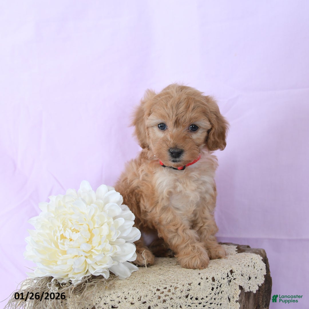 Shihpoo dogs for sale: Emma - Ad 1