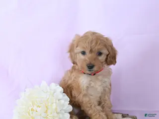 Shihpoo dogs Emma - Ad 29