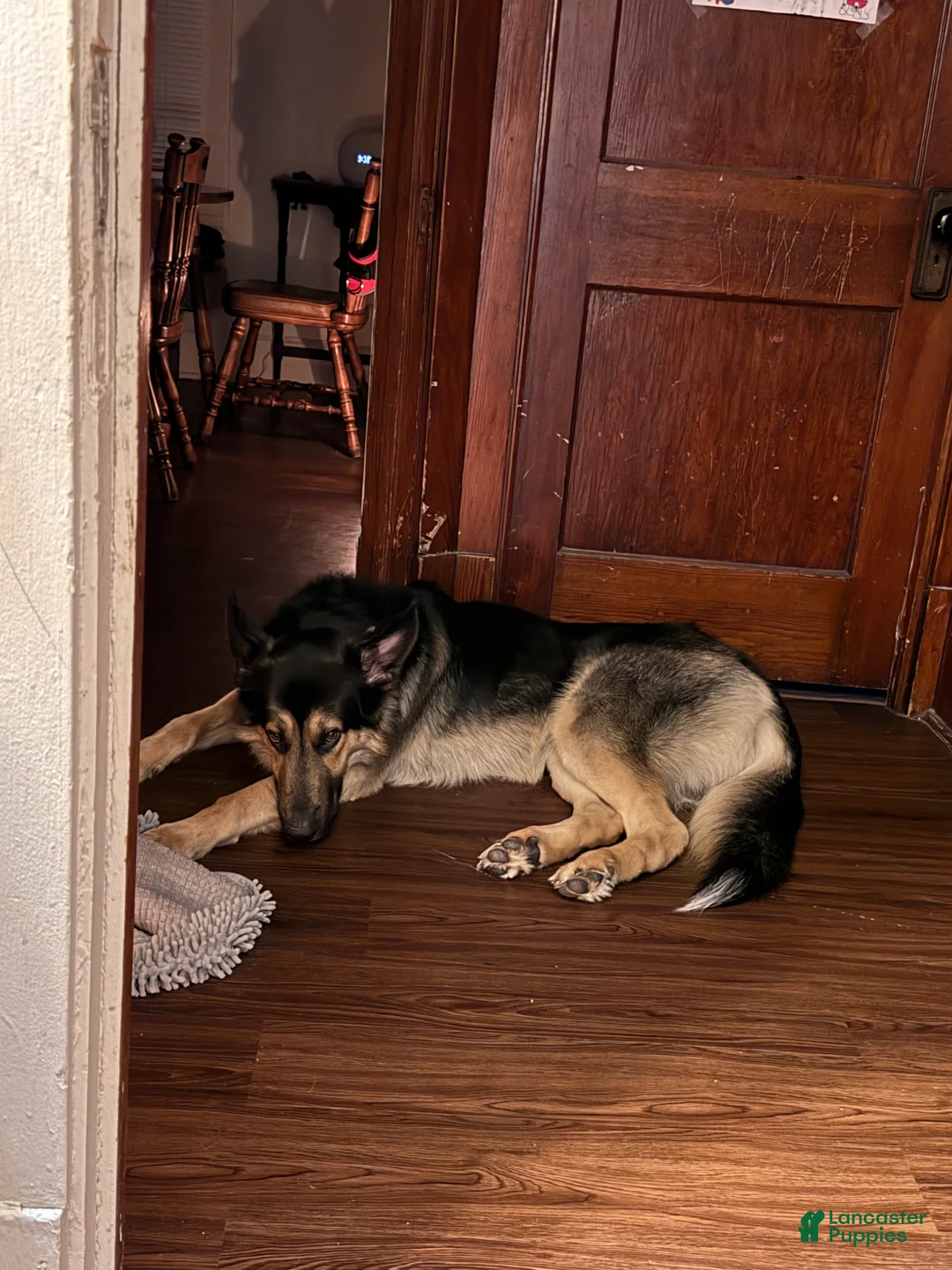 Mixed Breed dogs for sale: Knox - Ad 8