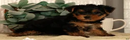 Yorkshire Terrier dogs for sale: Wesley - Ad 5